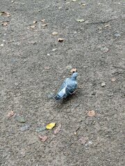 Columba livia domestica