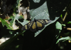 Actinote guatemalena