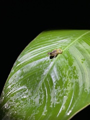 Diasporus diastema