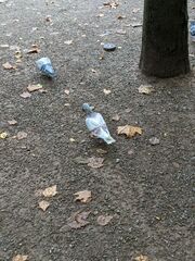 Columba livia domestica