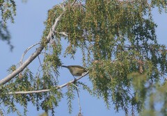 Phylloscopus canariensis