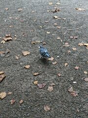 Columba livia domestica