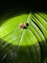 Diasporus diastema