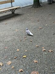 Columba livia domestica