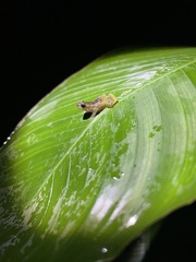 Diasporus diastema