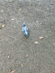 Columba livia domestica