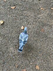 Columba livia domestica