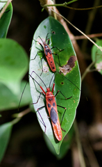 Macrocheraia grandis