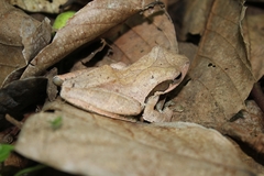 Polypedates macrotis