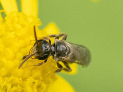 Lasioglossum
