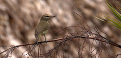 Vireo magister
