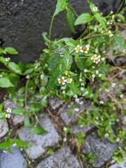 Galinsoga quadriradiata