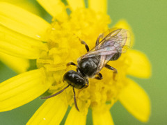 Lasioglossum