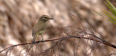 Vireo magister