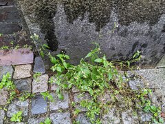 Galinsoga quadriradiata