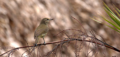 Vireo magister