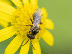 Lasioglossum