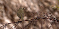 Vireo magister