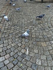 Columba livia domestica