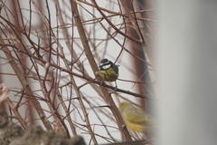 Cyanistes teneriffae teneriffae