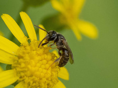 Lasioglossum