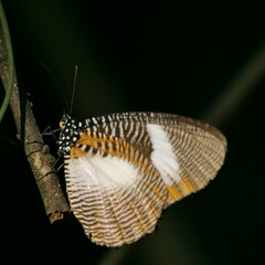 Elymnias bammakoo