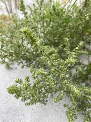 Salsola kali