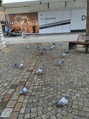 Columba livia domestica