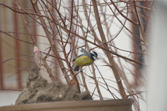 Cyanistes teneriffae teneriffae