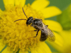 Lasioglossum