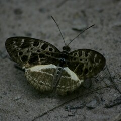 Catuna crithea