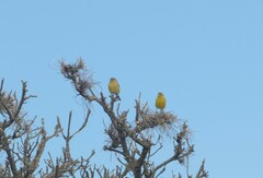 Serinus canaria