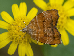 Choreutis