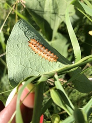 Zerynthia polyxena