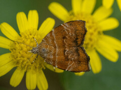 Choreutis