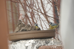 Cyanistes teneriffae teneriffae
