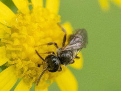 Lasioglossum