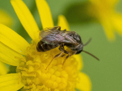 Lasioglossum