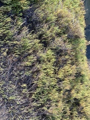 Arthroceras subterminale