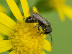 Lasioglossum