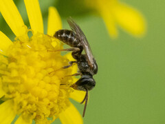 Lasioglossum