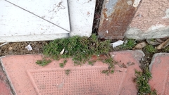 Sagina procumbens