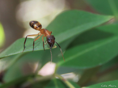 Camponotus