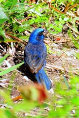 Cyanocompsa parellina