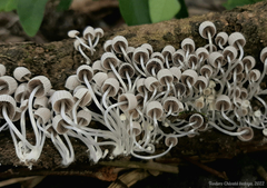 Coprinellus disseminatus