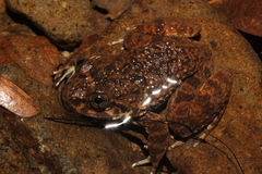 Limnonectes kuhlii