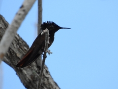Chrysolampis mosquitus