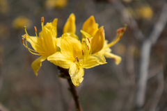 Rhododendron luteum
