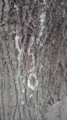 Athelia arachnoidea