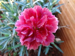 Dianthus caryophyllus